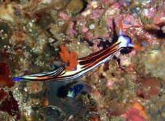 Nembrotha
