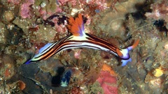 Nembrotha