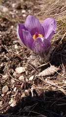 Pulsatilla slavica