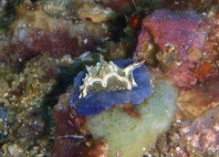 Sagaminopteron psychedelicum