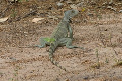 Iguana iguana
