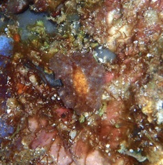 Carminodoris flammea