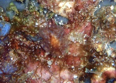 Carminodoris flammea