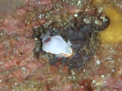 Goniobranchus albonares