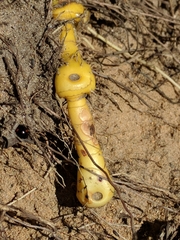Polygonatum odoratum