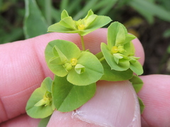 Euphorbia spathulata