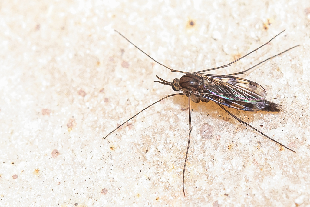 Neoceroplatus