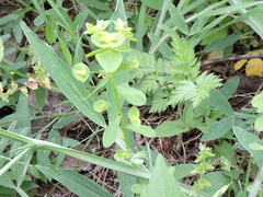 Euphorbia spathulata