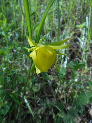 Calochortus pulchellus