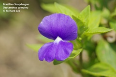 Achetaria azurea