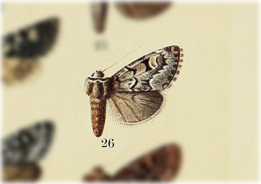 Lasionycta conjugata