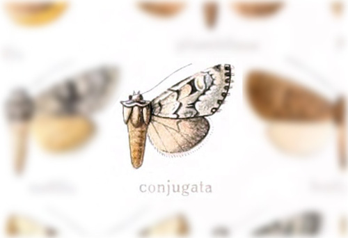 Lasionycta conjugata photo 2