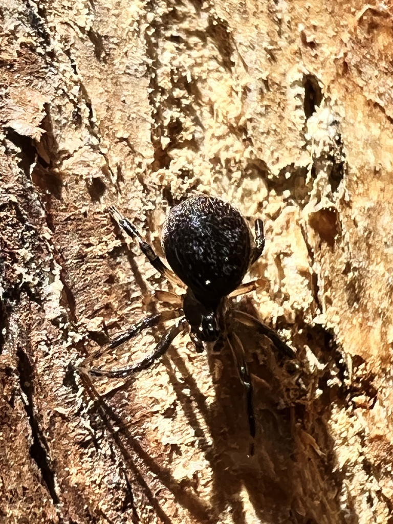 Dipoena nigra