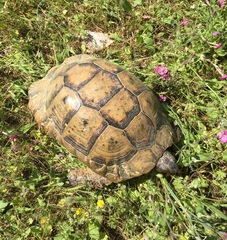 Testudo marginata