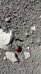 Gonioctena fornicata