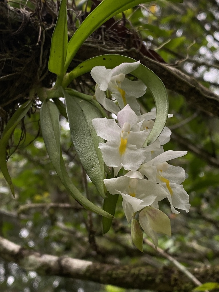 Rodriguezia bracteata; photograph Pedro Alvaro Neves, CC BY, iNaturalist via GBIF