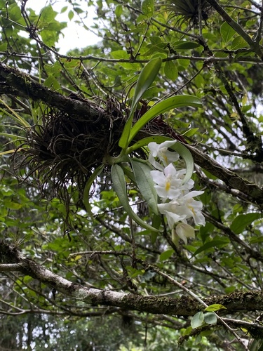Rodriguezia bracteata, photograph 1