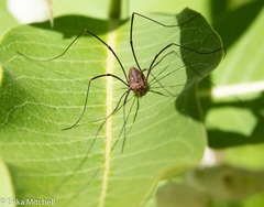 Leiobunum calcar