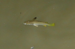 Ellochelon vaigiensis