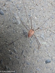 Leiobunum calcar