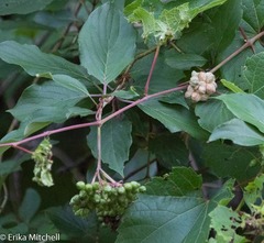 Ampelomyia vitiscoryloides