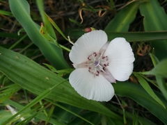 Calochortus umbellatus