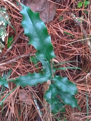 Osmanthus heterophyllus