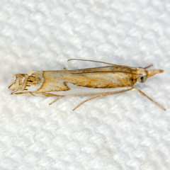 Crambus bidens