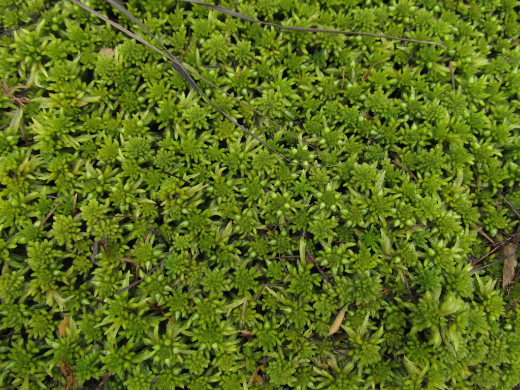 Sphagnum tescorum