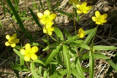 Ranunculus monophyllus