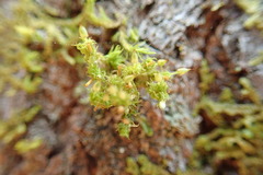 Orthotrichum pulchellum