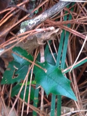 Osmanthus heterophyllus