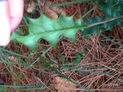 Osmanthus heterophyllus