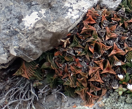 Image of Haworthiopsis viscosa by (c) Nicola van Berkel, some rights reserved (CC BY-SA)