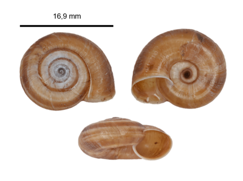 Heath Snail