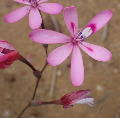 Image of Freesia verrucosa by (c) Nicola van Berkel, some rights reserved (CC BY-SA)