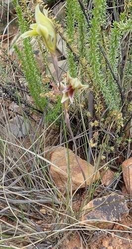 Image of Gladiolus permeabilis by (c) Nicola van Berkel, some rights reserved (CC BY-SA)