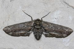 Holochroa dissociarius