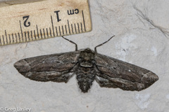 Holochroa dissociarius