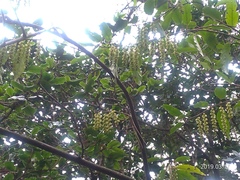 Stachyurus himalaicus
