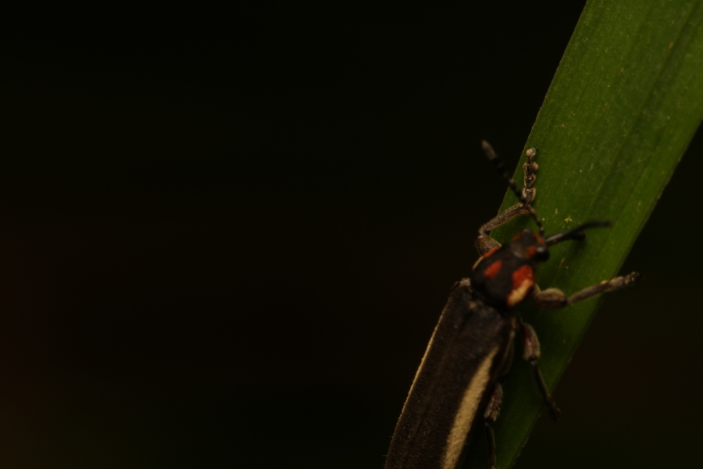 Homalocerus nigripennis