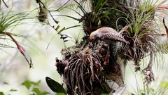 Colaptes auratus mexicanoides