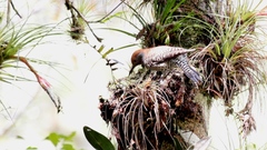 Colaptes auratus mexicanoides