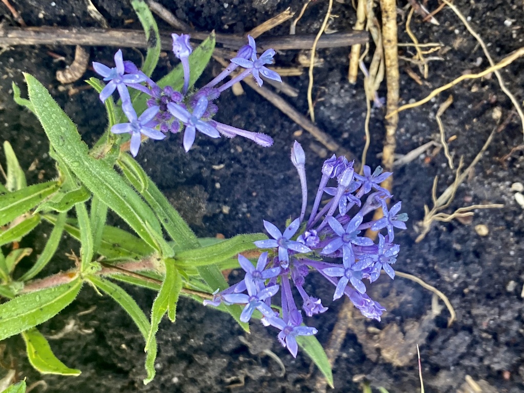 Pentanisia ouranogyne