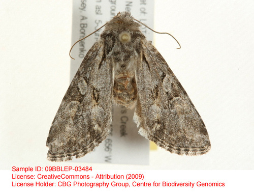 Lacinipolia naevia
