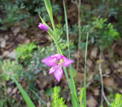 Gladiolus italicus
