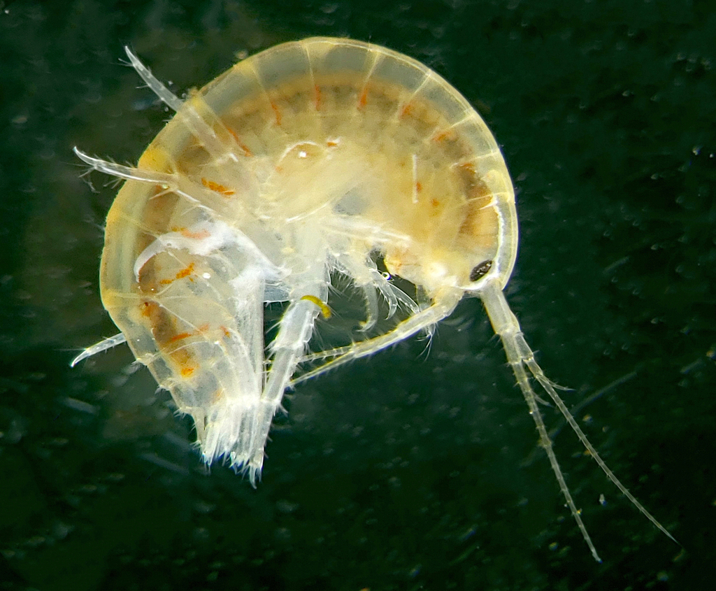 Northern Spring Amphipod