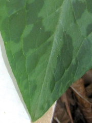 Trillium viridescens