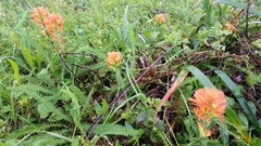 Castilleja affinis