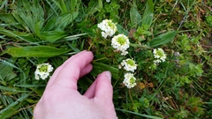 Triphysaria floribunda